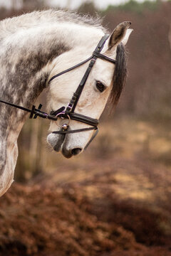 Beautiful Andalusian Spanish purebred horse portrait on countryside ranch. Nobody white animal