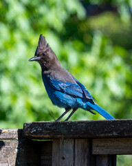 blue jay on a branch
