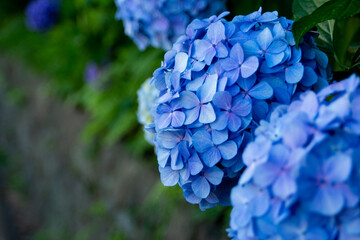 飛鳥山公園の紫陽花の花