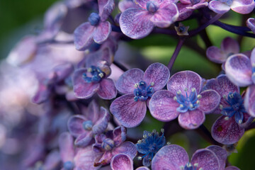 飛鳥山公園の紫陽花の花