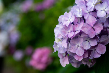 Fototapeta premium 飛鳥山公園の紫陽花の花