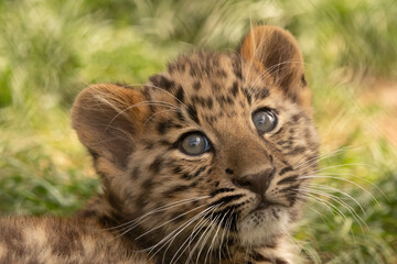 Fototapeta na wymiar close up of a leopard cub