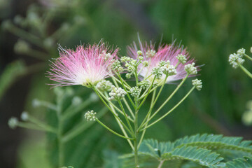 Albizia julibrissin tree in bloom, the Persian silk tree, pink mimosa tree, is a species of tree in the family Fabaceae, native to southwestern Asia and eastern Asia