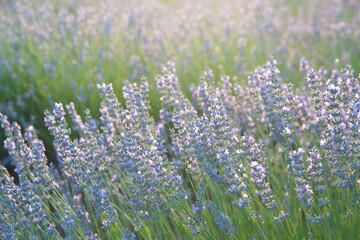 Obraz premium Field of Lavender, Lavandula angustifolia, Lavandula officinalis 