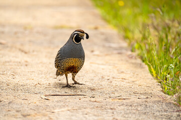 Male California quail (Callipepla californica) walking in the park. 