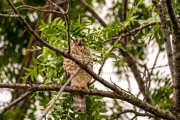 Red-shouldered Hawk sitting on a tree.
