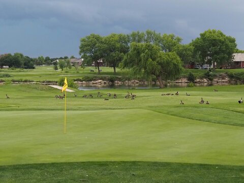 Geese make their way across a golf course.