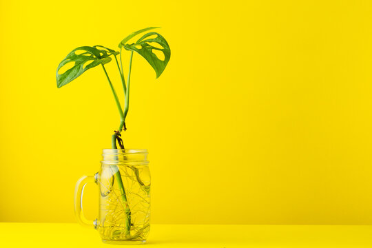 Monstera adansoni, costilla de ad&aacute;n o planta de queso suizo sembrada en agua sobre fondo amarillo, orientaci&oacute;n horizontal.