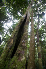 Fototapeta premium Trees in the rainforest of the Upper Amazon, Ecuador