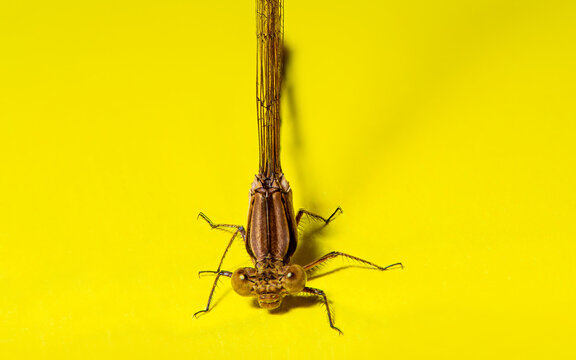 lib&eacute;lula sobre fondo amarillo, Anisoptera, caballitos del diablo, alguacil, mata piojos, folel&eacute;, caballete.  