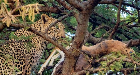 A leopard in a tree feeding on his impala kill, Maasai Mara reserve, Kenya, africa