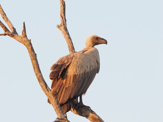 White-Backed Vulture
