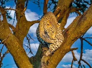 A wild Leopard in a tree seen on a safari in the Maasai Mara reserve in Kenya africa