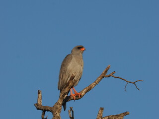 Dark Chanting Goshawk