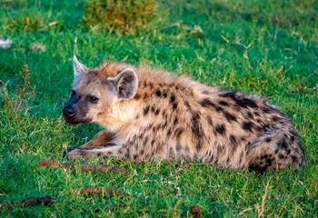 a spotted hyena, also known as the laughing hyenaon the Maasai Mara reserve, Kenya Africa
