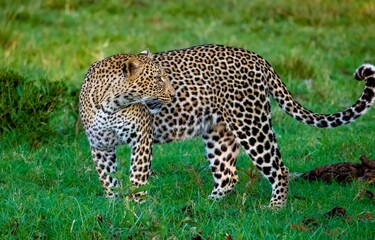 Fototapeta na wymiar A wild Leopard seen on a safari in the Maasai Mara reserve in Kenya africa