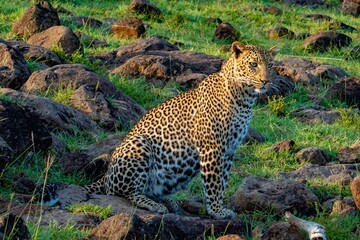 A sitting wild Leopard seen on a safari in the Maasai Mara reserve in Kenya africa