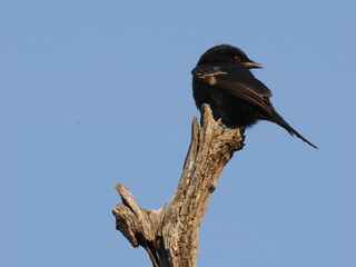 Fork-tailed Drongo on Branch