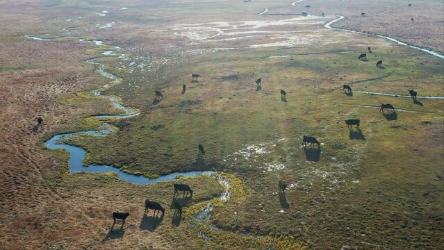 Aerial sunny view of many cows in Dixie National Forest area