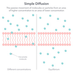 Simple diffusion biology vector illustration infographic - obrazy, fototapety, plakaty
