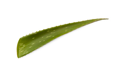 Green aloe vera leaf isolated on white
