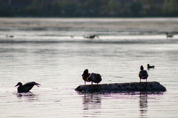 ducks on the lake in the evening