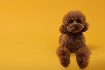 Cute Maltipoo dog on orange background, space for text. Lovely pet