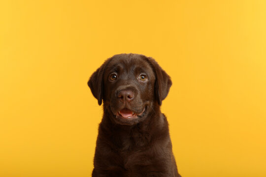 Cute chocolate Labrador Retriever puppy on yellow background