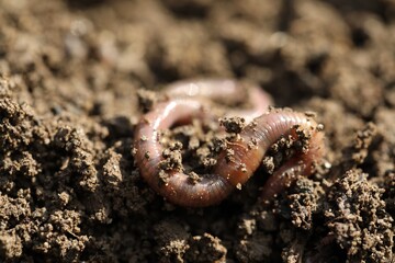 One worm on wet soil on sunny day, closeup