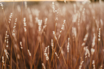 Fototapeta premium campo dorados