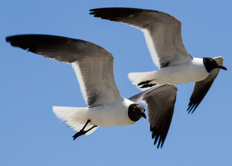Laughing Gulls flying at Corpus Christi, Texas