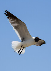 Laughing Gulls flying at Corpus Christi, Texas