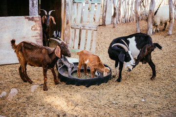 grupo de cabras en una granja