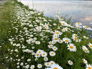 Flowers next to a river
