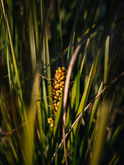 Plants in the garden