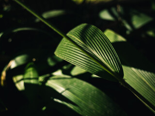 Green leaf
