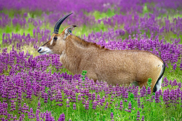 Roan Antelope In Horsemint