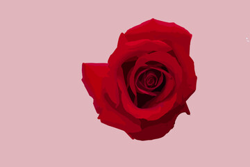 Red rose has a beautiful design