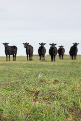 Herd of cows