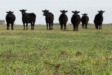 Group of steers in the meadow