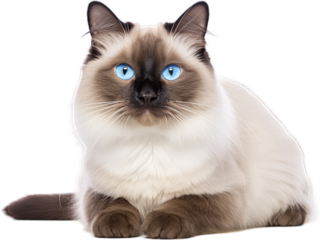 Elegant Birman Cat Posing - Transparent Background
