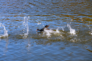 Dusky Moorhen (Gallinula tenebrosa)
