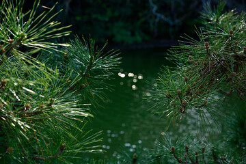 ぐるっと松江堀川めぐり