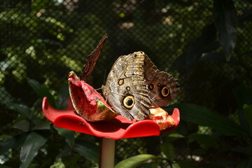 mariposa, insecto, naturaleza, animal, alas, macro, café, flor, fauna, alas, verano, huerta,...