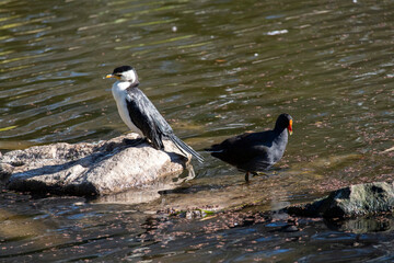 Dusky Moorhen (Gallinula tenebrosa)