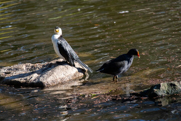 Dusky Moorhen (Gallinula tenebrosa)