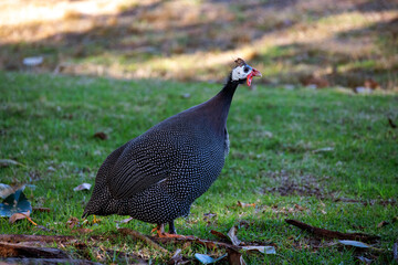 Helmet Guinea Fowl (Numida meleagris)