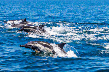 delfines