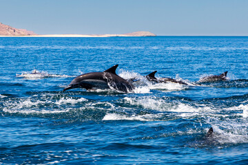 delfines