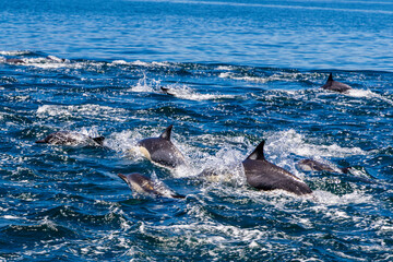 delfines © MIGUELANGEL